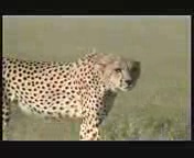 110kmh Cheetah Attack Gazelle 2